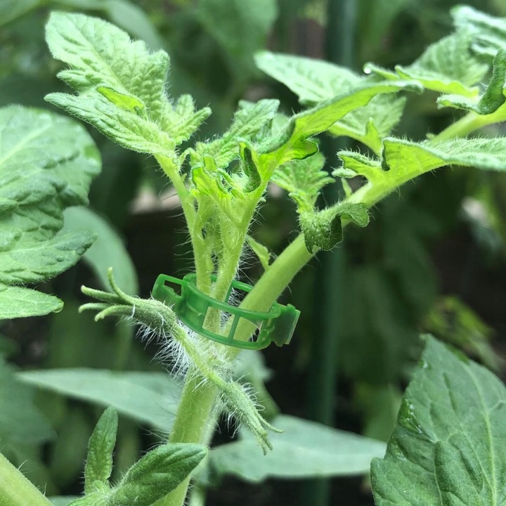 ZAPINKI KLIPSY UCHWYT SPINACZ DO ŁODYG POMIDORÓW FASOLI PĘDÓW 100
