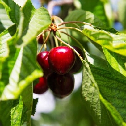 Czereśnia LAPINS owocuje każdego roku SAMOPYLNA