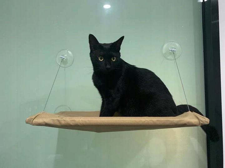 Hamak dla kota do okna – legowisko 55×35, idealne do obserwacji