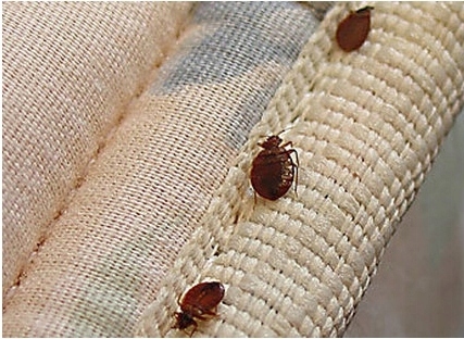 Bomba dymna przeciwko pluskwom Strong deltacaps 150ml