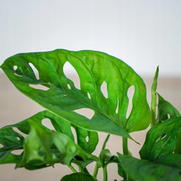 Monstera Monkey Mask XS Dziurawa Przepiękny Kwiat