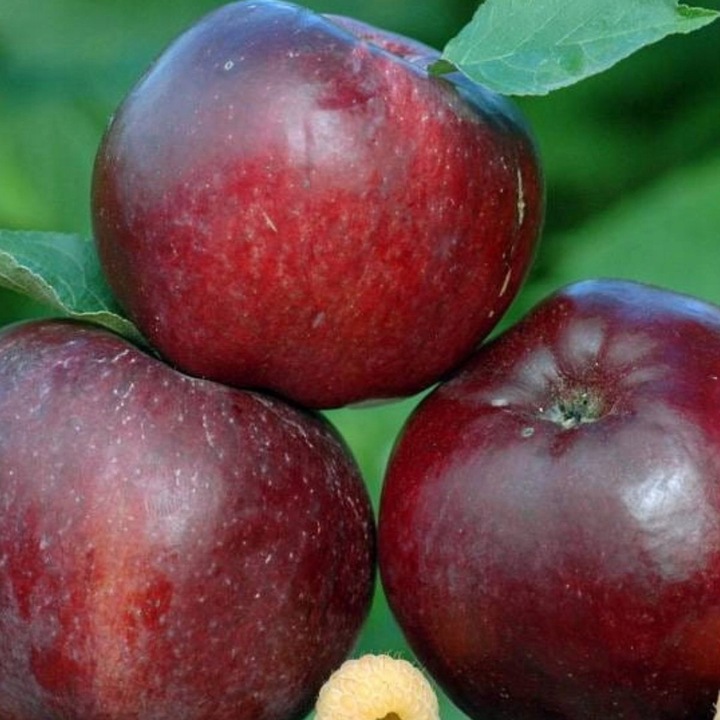 SADZONKI DRZEWKA OWOCOWE JABŁOŃ MALINOWA OBERLANDZKA MALINÓWKA STARA