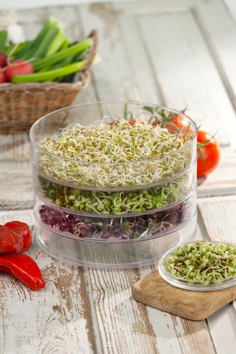 KIEŁKOWNICA 3 SZALKI + Nasiona na kiełki GRATIS!