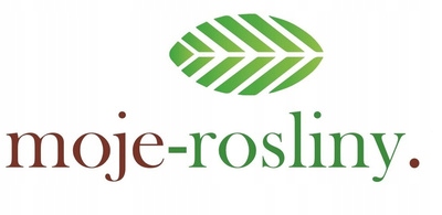 Baptysja Błękitna Bylina DŁUGOWIECZNA Mrozoodporna -35 Stopni Sadzonka