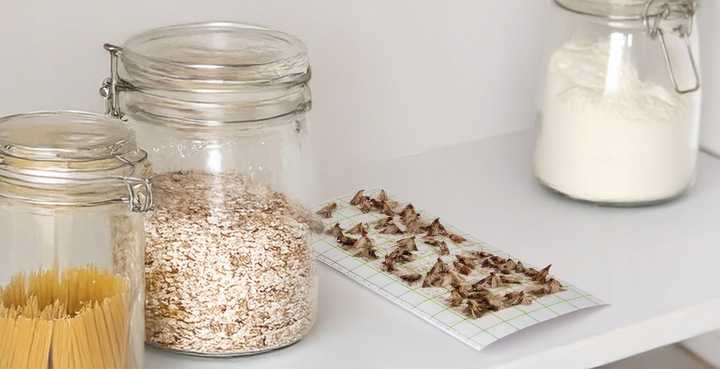 10X SILNY WABIĄCY LEP NA MOLE SPOŻYWCZE MKLIKI MĄCZNE FEROMONOWA