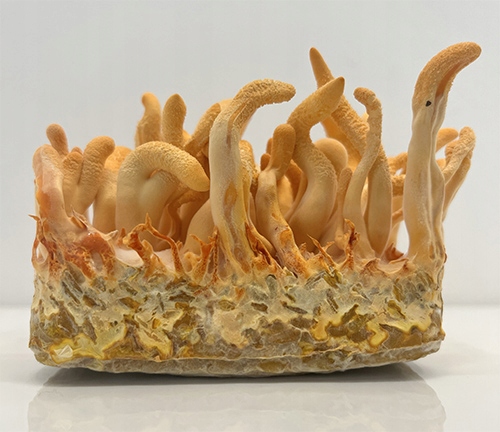 Maczużnik bojowy Cordyceps militaris substrat do uprawy grzybów