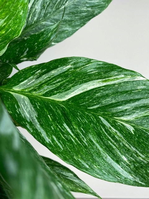 Spathiphyllum Diamond variegated Skrzydłokwiat z biało zielony liśćmi