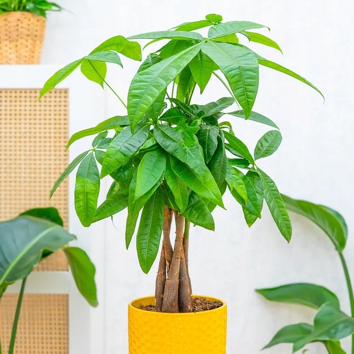 Pachira Aquatica DRZEWKO SZCZĘSCIA I Pieniędzy - Sekrety Feng Shui Dla