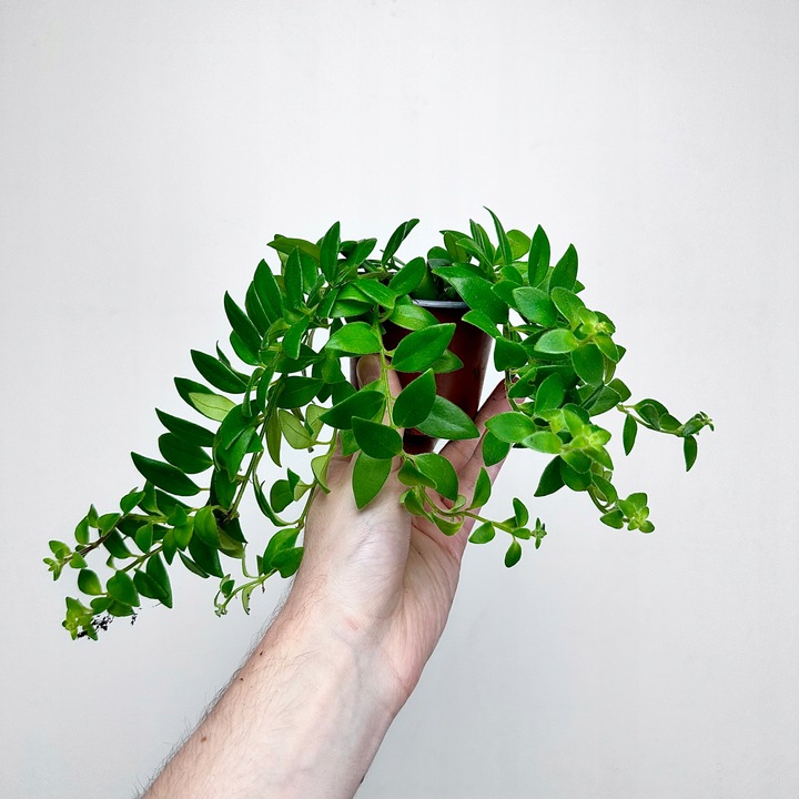 Aeschynanthus Caroline Eszynanthus don.9cm