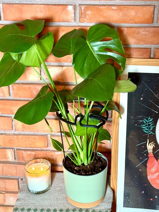 Podpora Roślin Kwiatów Obejma Pierścieniowa Podpórka RING MONSTERA L