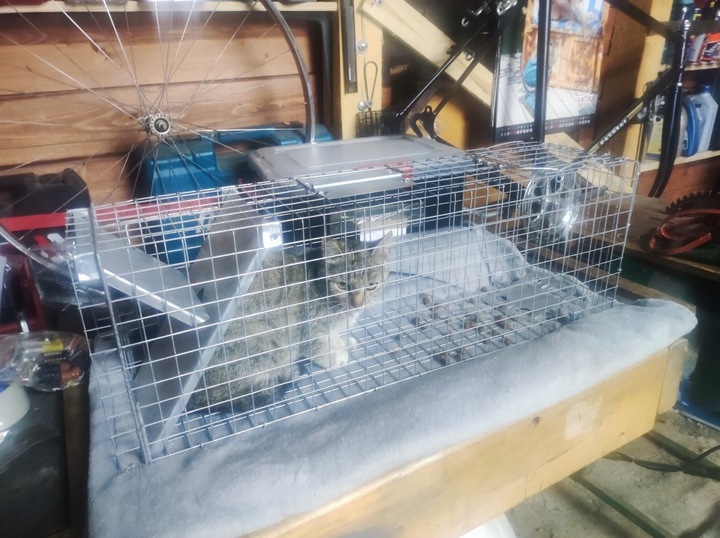 ŻYWOŁAPKA, PUŁAPKA, NA SZCZURY, KUNY, NORKI, TCHÓRZE, KOTY, ŁAPKA