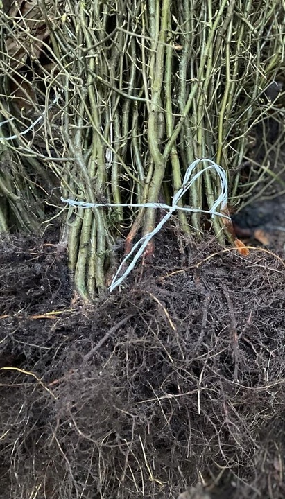 Grab pospolity na żywopłoty formowane sadzonki 40-60cm 100 sztuk I