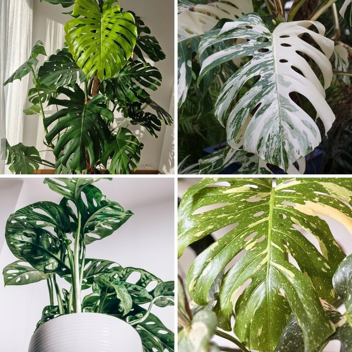 Ziemia do monstery 5l PREMIUM | Plant lover | Bigos z certyfikatem