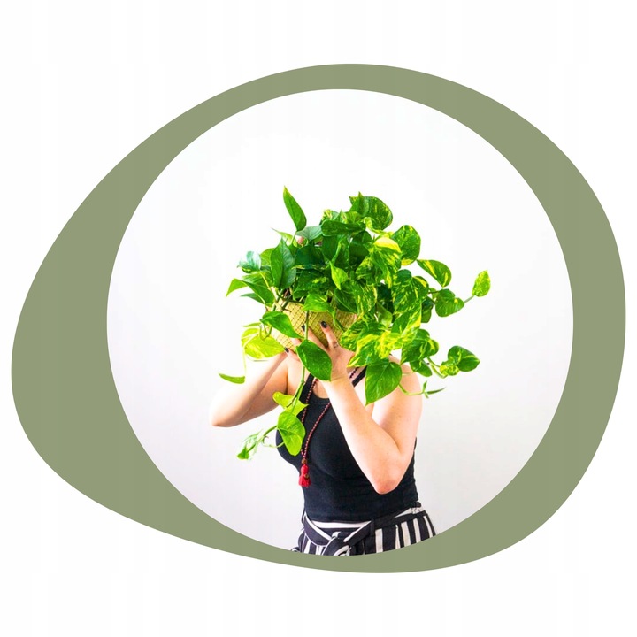 Epipremnum Aureum ZŁOCISTE Przebarwienia PNĄCZE Łatwa Uprawa Sercowate