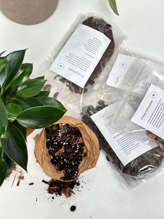 Zamiokulkas prosta w uprawie Zamikulkas 30cm