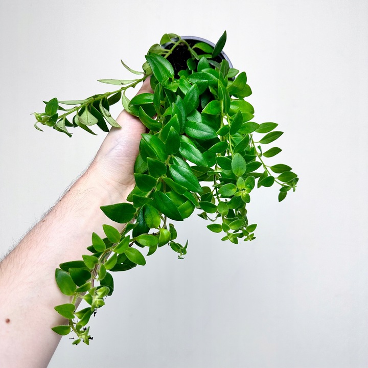 Aeschynanthus Caroline Eszynanthus don.9cm