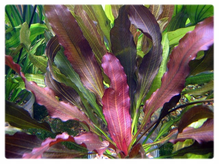 Echinodorus Rubin (Żabienica) koszyk