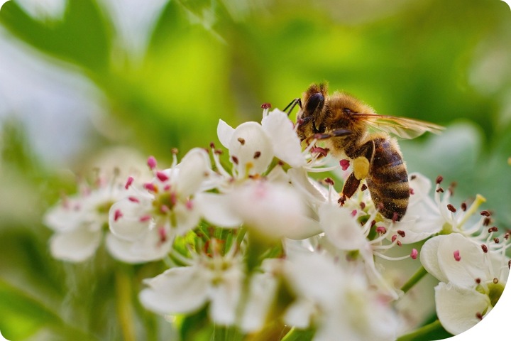 MOSPILAN 20SP 40G ŚRODEK PREPARAT OWADOBÓJCZY NA MSZYCĘ ĆMĘ SZKODNIKI