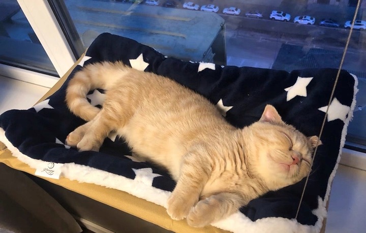 Hamak dla kota do okna – legowisko 55×35, idealne do obserwacji