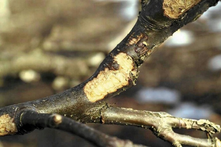 REPENTOL 6PA 2KG do malowania drzewek na obgryzanie sarny zające