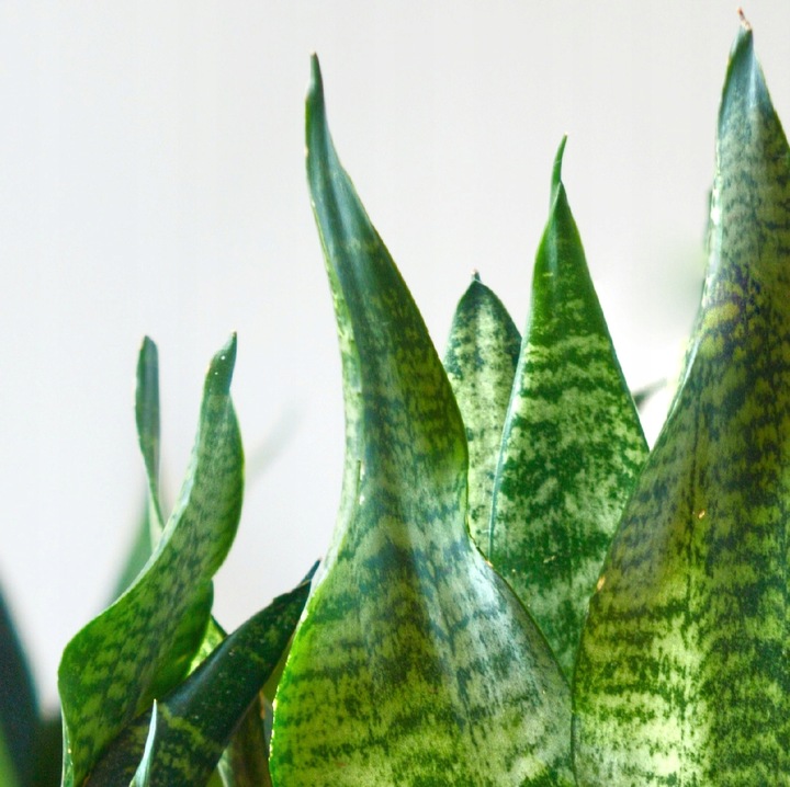 SANSEVIERIA 'ROBUST' pięknie ubarwione liście Sansewieria rozmiar S