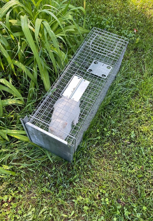 ŻYWOŁAPKA PUŁAPKA NA KUNY SZCZURY ŁASICE NORKI TCHÓRZE ŁASKI ŁAPKA