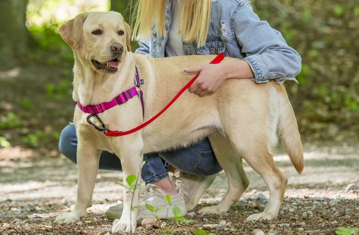 Szelki treningowe dla psa typu easy walk, ODBLASKI