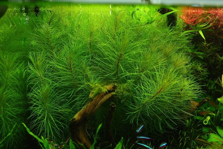 Rośliny do akwarium Pogostemon Erectus Piękny