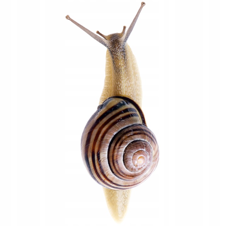 BROS Snacol 3GB trutka, preparat, środek, zwalcza ŚLIMAKI 1,1 kg