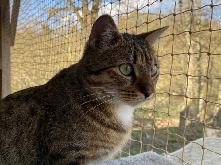 ZESTAW SIATKA NA BALKON 5x3 DLA KOTA WZMOCNIONA DRUCIKIEM BEZ WIERCENIA