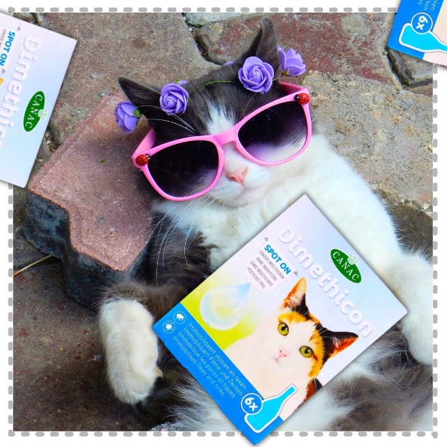 PREPARAT PRZECIW PCHŁOM I KLESZCZOM DLA KOTÓW NA KROPLE PCHŁY I KLESZCZE