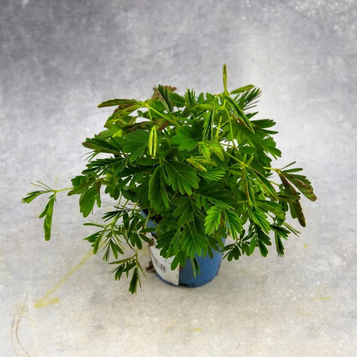 Mimosa Pudica MiMOZA wstydliwa roślinka rozmiar S Bardzo delikatna
