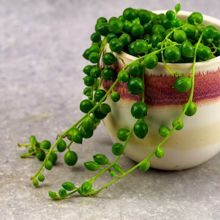 SENECIO rowleyanus STARZEC ROWLEYA D6cm ZIELONE KORALIKI NA SZNURECZKU