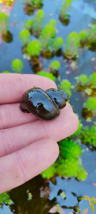 5 x Ślimak do oczka Żyworodka pospolita Filtruje