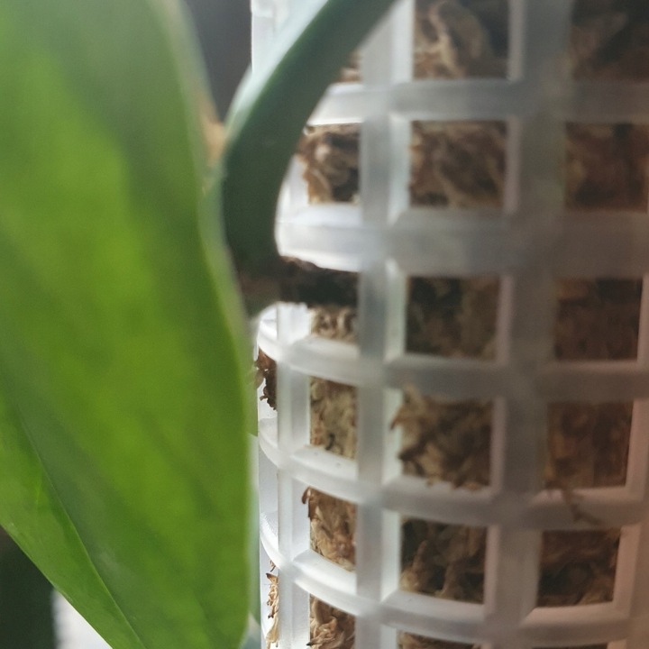 Mech Sphagnum 8L Besgrow Spagmoss Classic torfowiec 100G podłoże pH