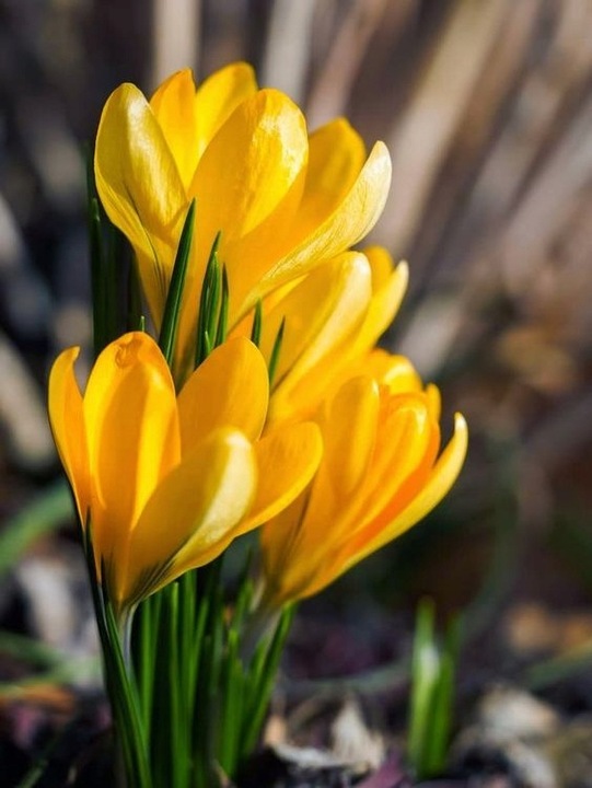 KROKUS MIX KOLORÓW cebulki 200 szt. + GRATIS