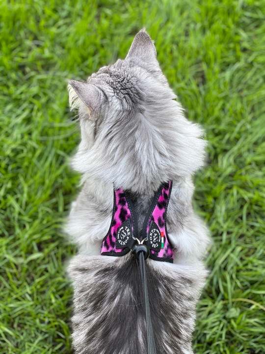 SZELKI dla dużego kota 38-48cm do 6kg Brytyjski TRE PONTI Leopard różowe