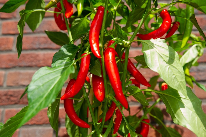 ZESTAW DO UPRAWY PAPRYKA CHILI DE CAYENNE PAPRYKA OSTRA NASIONA 5 SZT