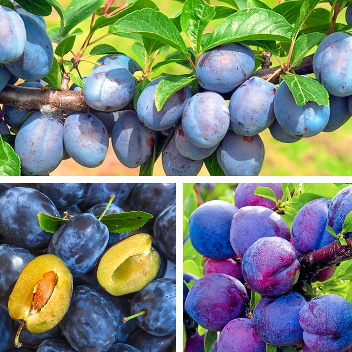 SADZONKI DRZEWKA OWOCOWE ŚLIWA WĘGIERKA DĄBROWICKA STARA POLSKA