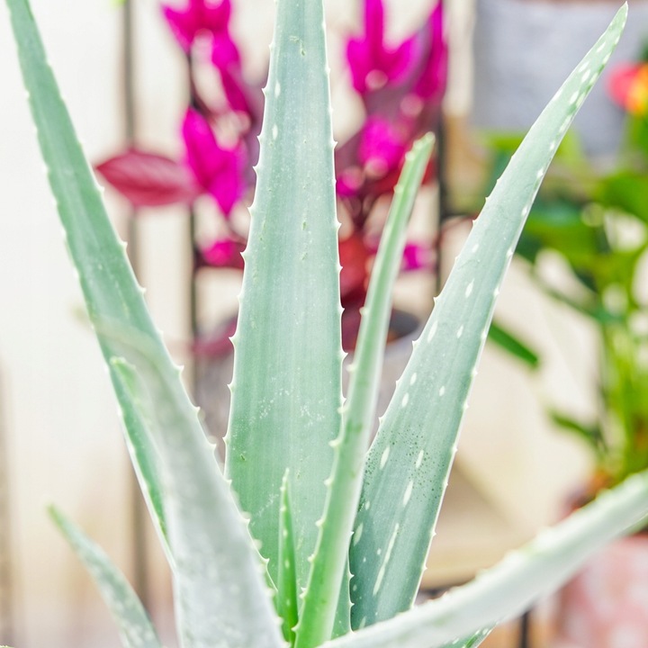 Aloe Vera NIEŚMIERTELNY ALOES Zwyczajny Domowa Lecznicza Roślina