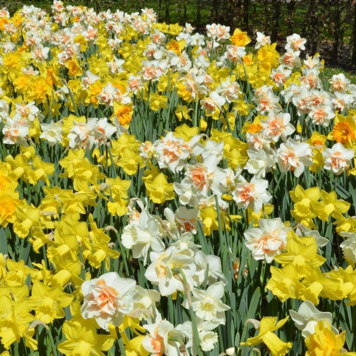 NARCYZ cebulki MIX BOTANICZNY odporne i trwałe 100 szt. + GRATIS