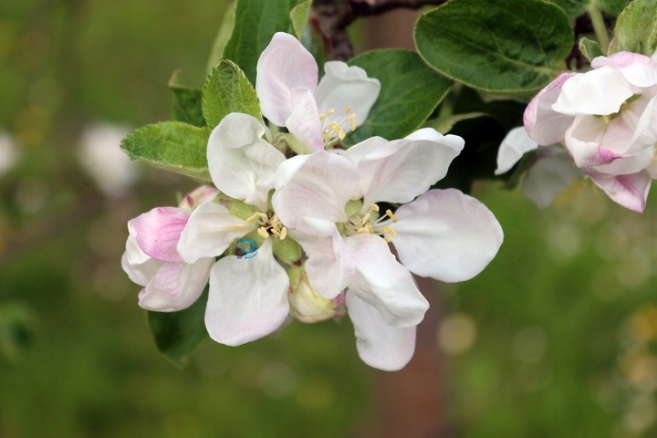 JABŁOŃ PAPIERÓWKA - NAJWCZEŚNIEJSZE- KARŁOWA !!!