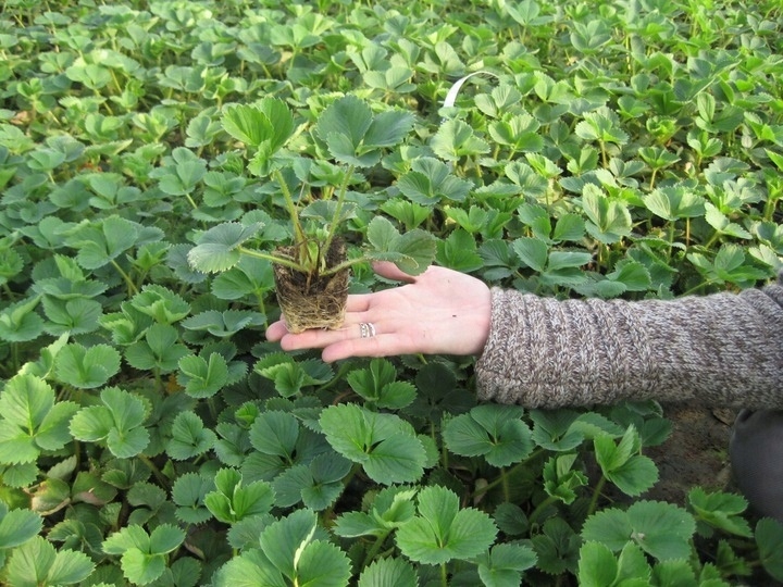 TRUSKAWKA TRUSKAWKI SADZONKI TRUSKAWEK DONICZKOWANA GIGANT