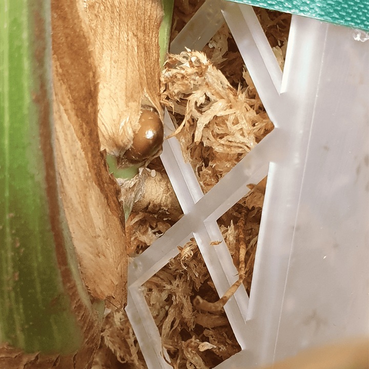 Mech Sphagnum 8L Besgrow Spagmoss Classic torfowiec 100G podłoże pH