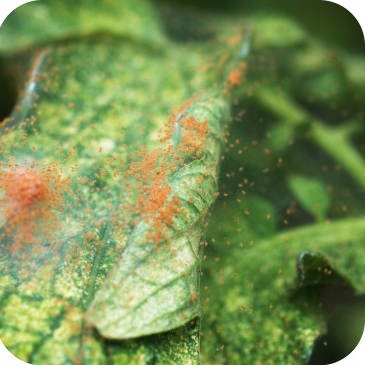 MAGUS 200SC 100ML ŚRODEK NA PRZĘDZIORKI OPRYSK NA PRZĘDZIORKA