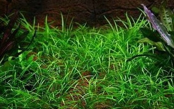 Zestaw roślin łatwych w uprawie 3 plany + GRATIS