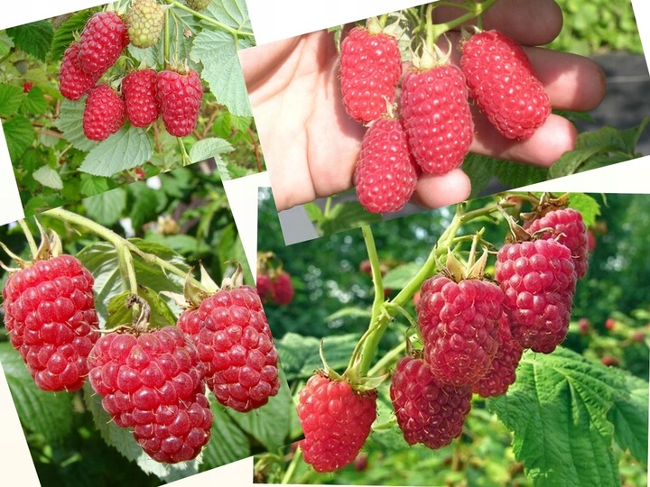 MALINA - LASZKA WCZESNA - SMACZNA PAKIET 10 MALIN