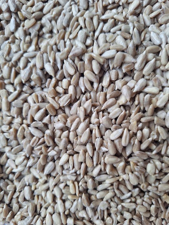 Słonecznik łuskany 5 kg Pokarm do karmnika dla ptaków zimującychGRATIS KULA