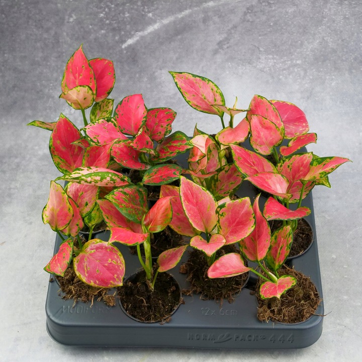 AGLAONEMA Pinky Promise DØ6cm Łatwa w uprawie. Idealna na prezent