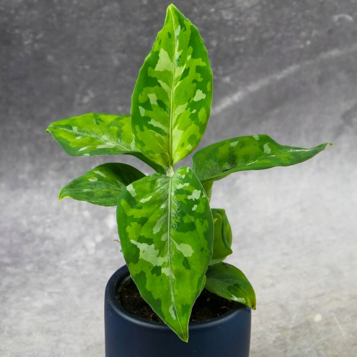 Aglaonema pictum TRICOLOR kolekcjonerska OCIEPLACZ GRATIS D6cm